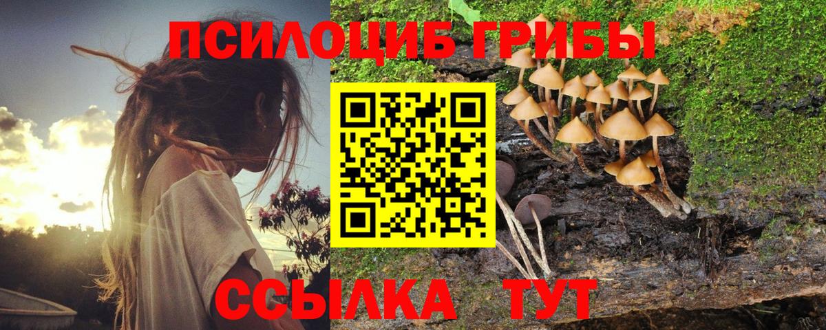 Галлюциногенные грибы Psilocybe Большой Камень